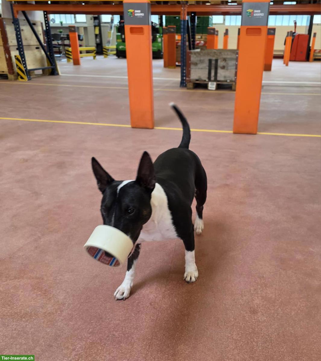 Bild 2: Mini Bullterrier Hündin Bonnie, 3½-jährig