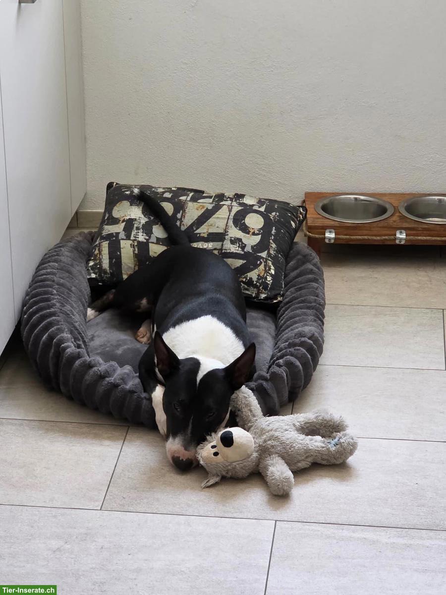 Bild 3: Mini Bullterrier Hündin Bonnie, 3½-jährig