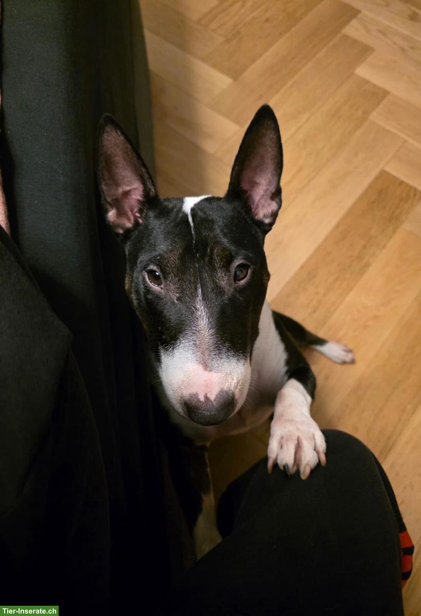 Bild 4: Mini Bullterrier Hündin Bonnie, 3½-jährig