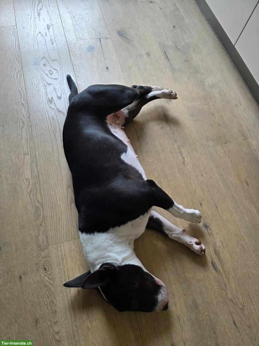 Bild 5: Mini Bullterrier Hündin Bonnie, 3½-jährig