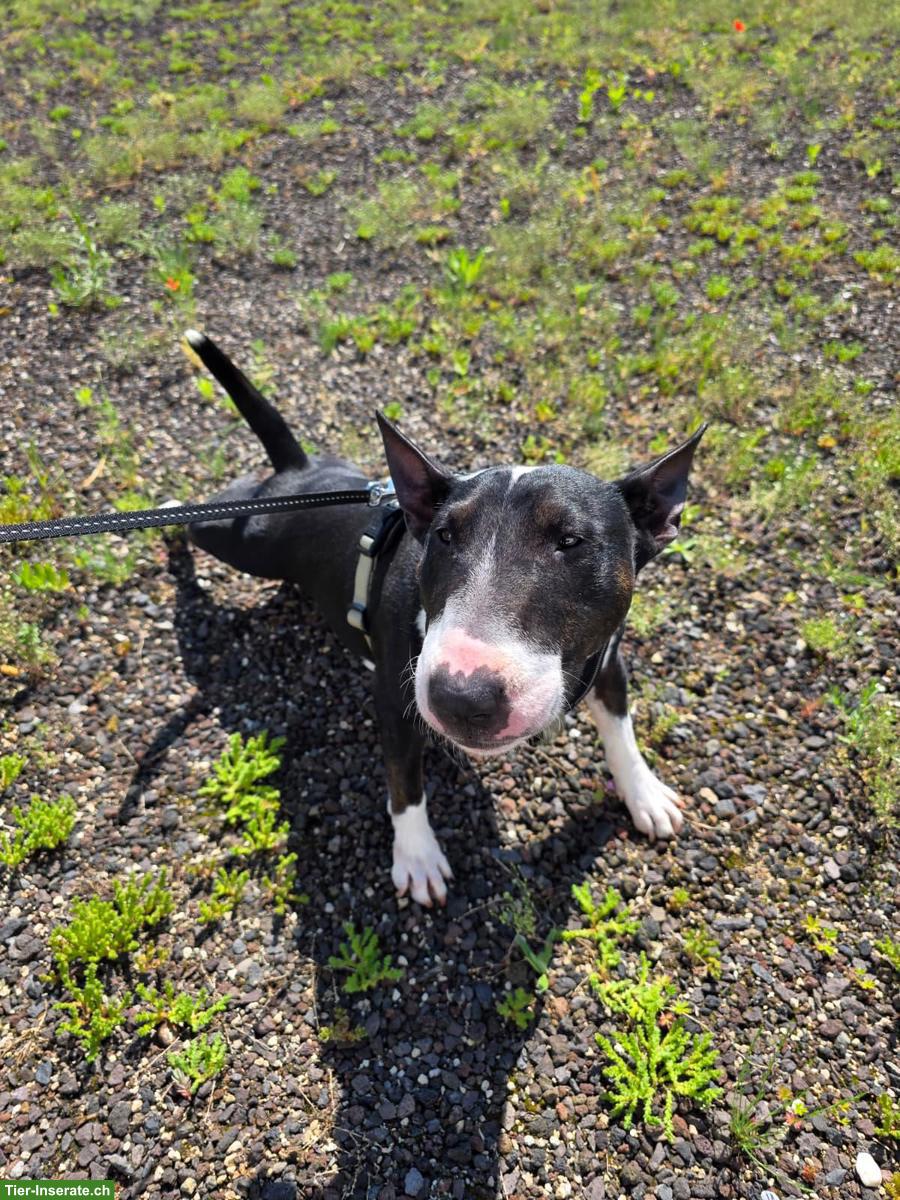 Bild 6: Mini Bullterrier Hündin Bonnie, 3½-jährig