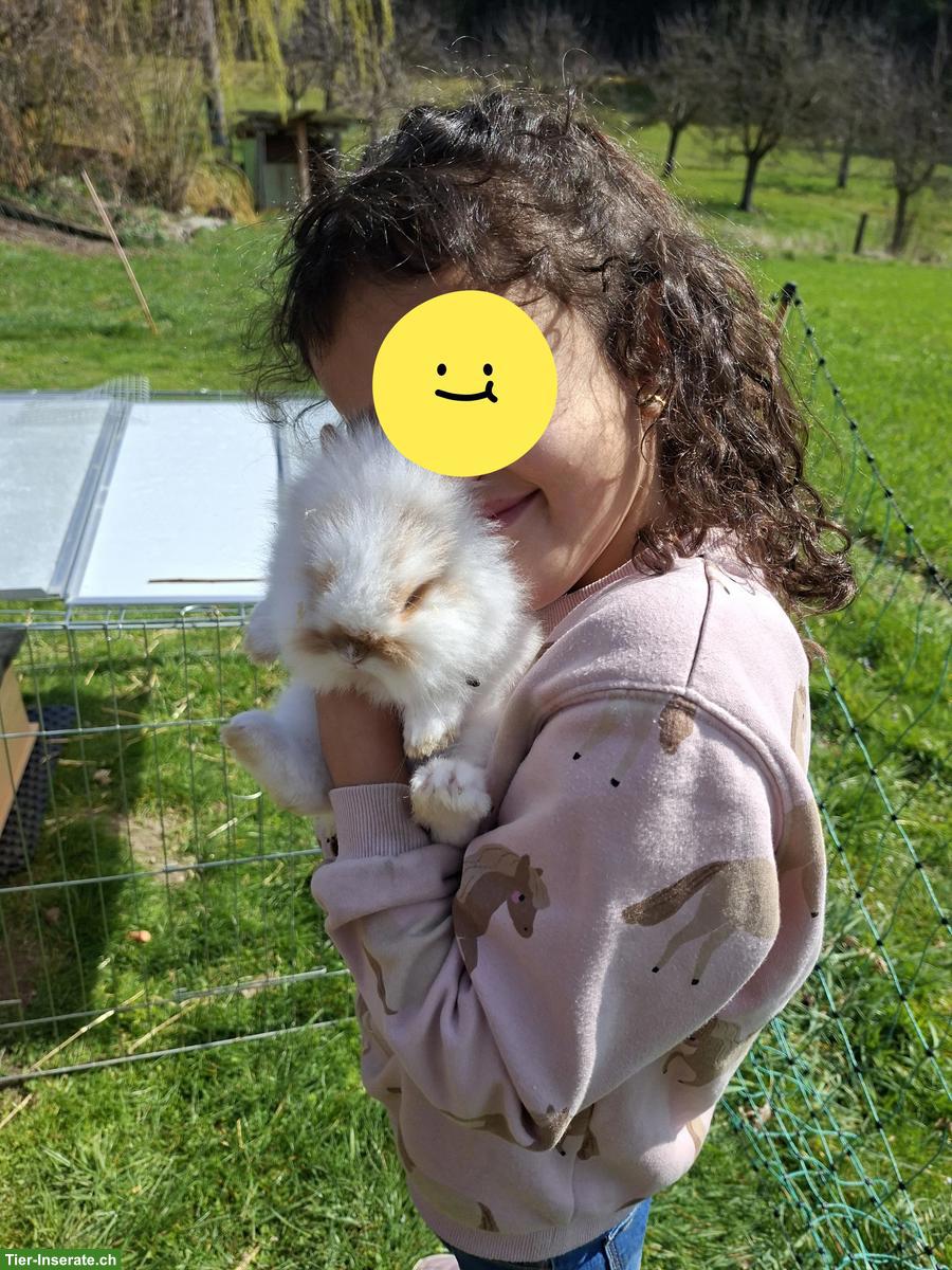 2 Löwenkopf Zwergkaninchen, männlich, zahm