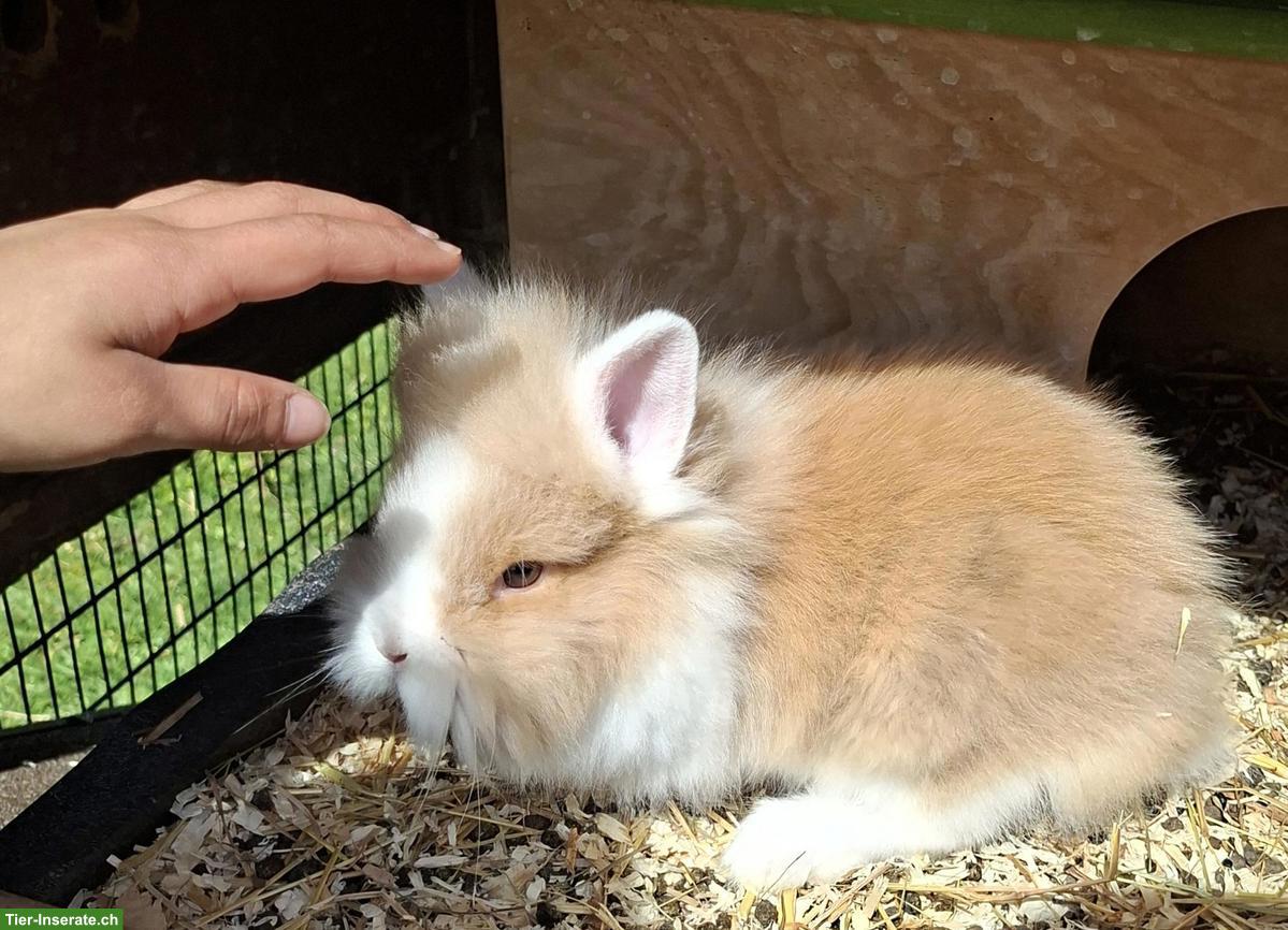 Bild 2: 2 Löwenkopf Zwergkaninchen, männlich, zahm