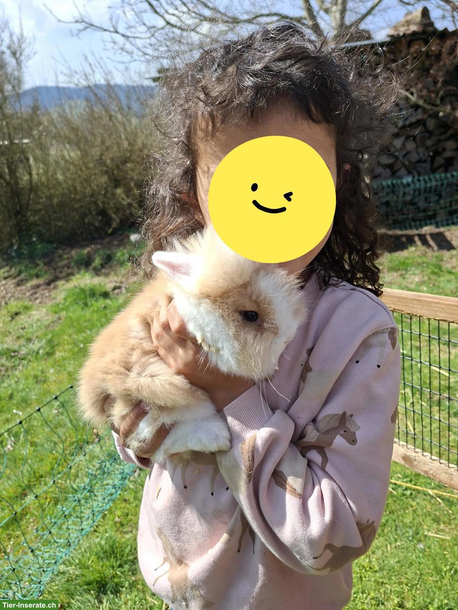 Bild 3: 2 Löwenkopf Zwergkaninchen, männlich, zahm