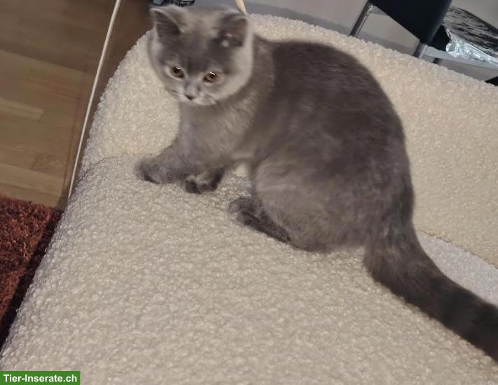 Suche BKH Deckkater Blutgruppe A/AB