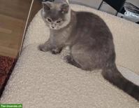 Suche BKH Deckkater Blutgruppe A/AB