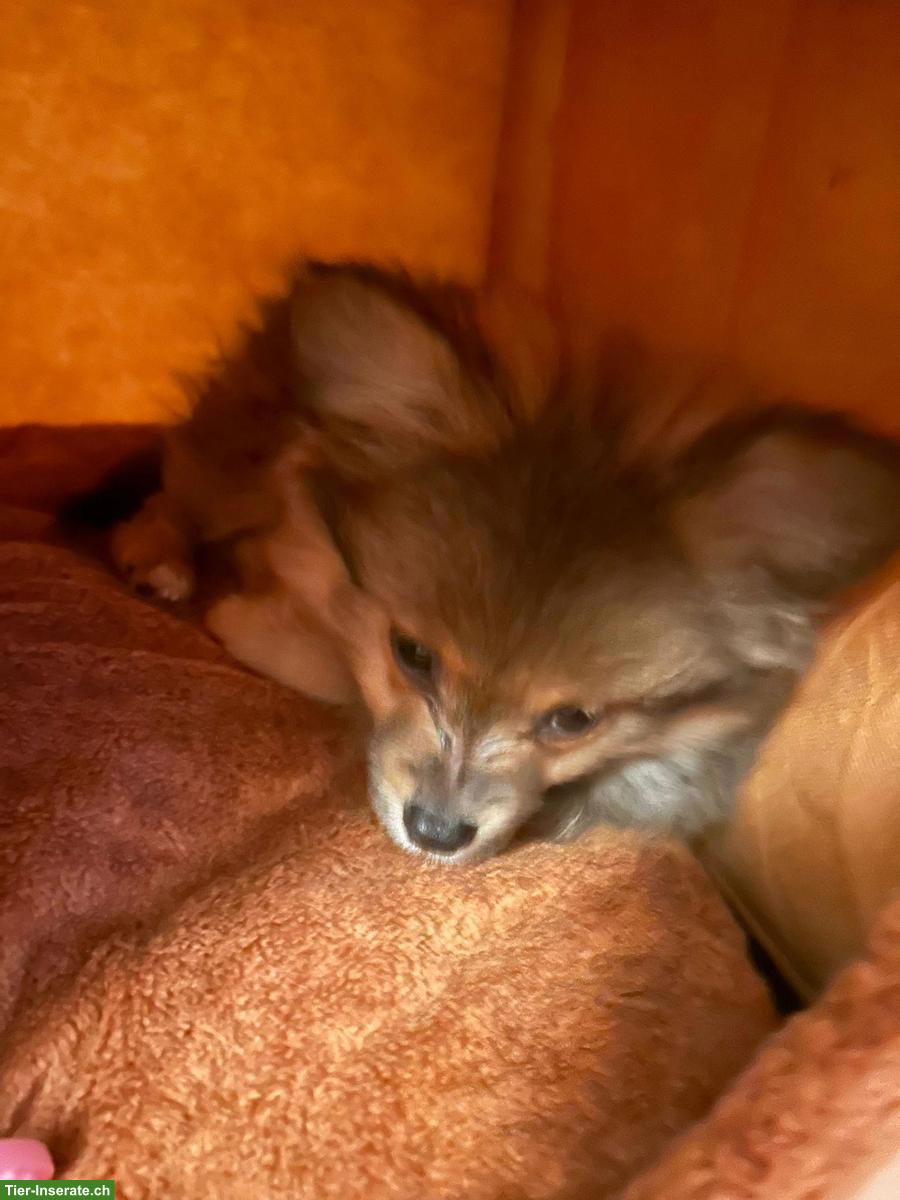 Bild 2: Zwergspitz Rüde, 4 Monate