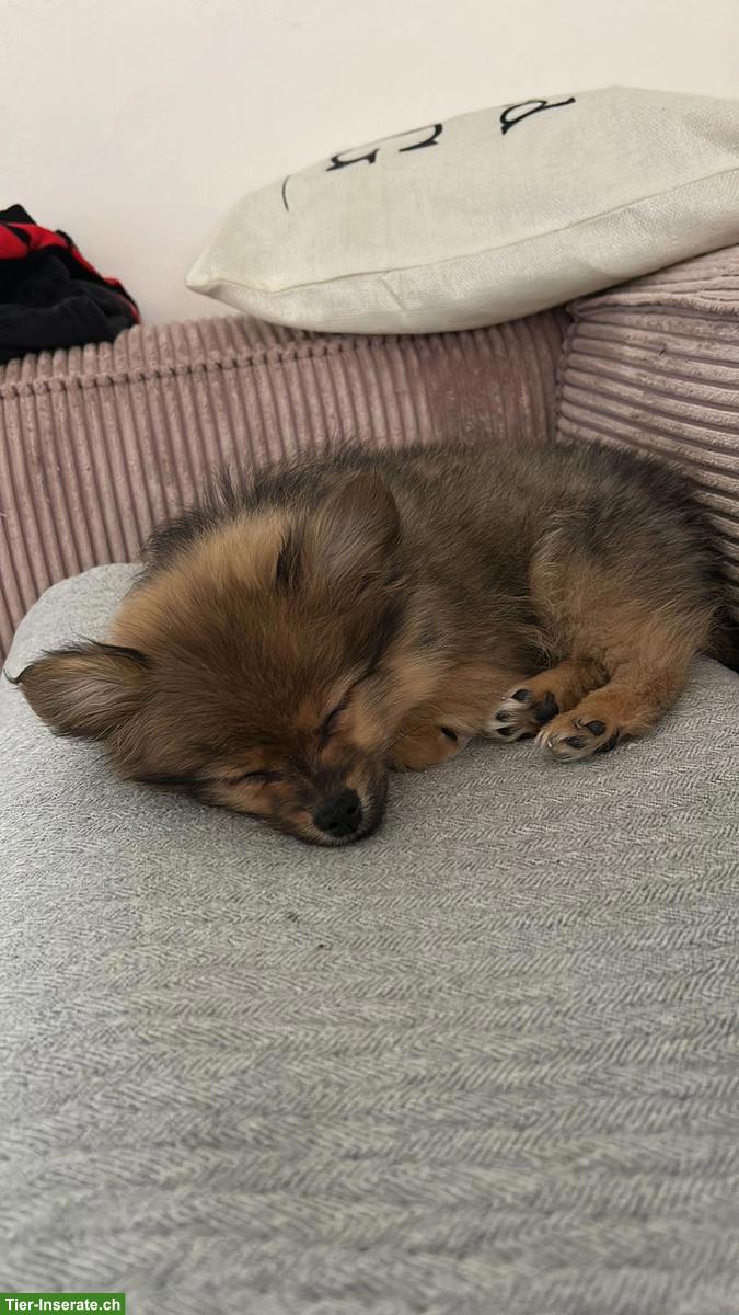 Bild 3: Zwergspitz Rüde, 4 Monate