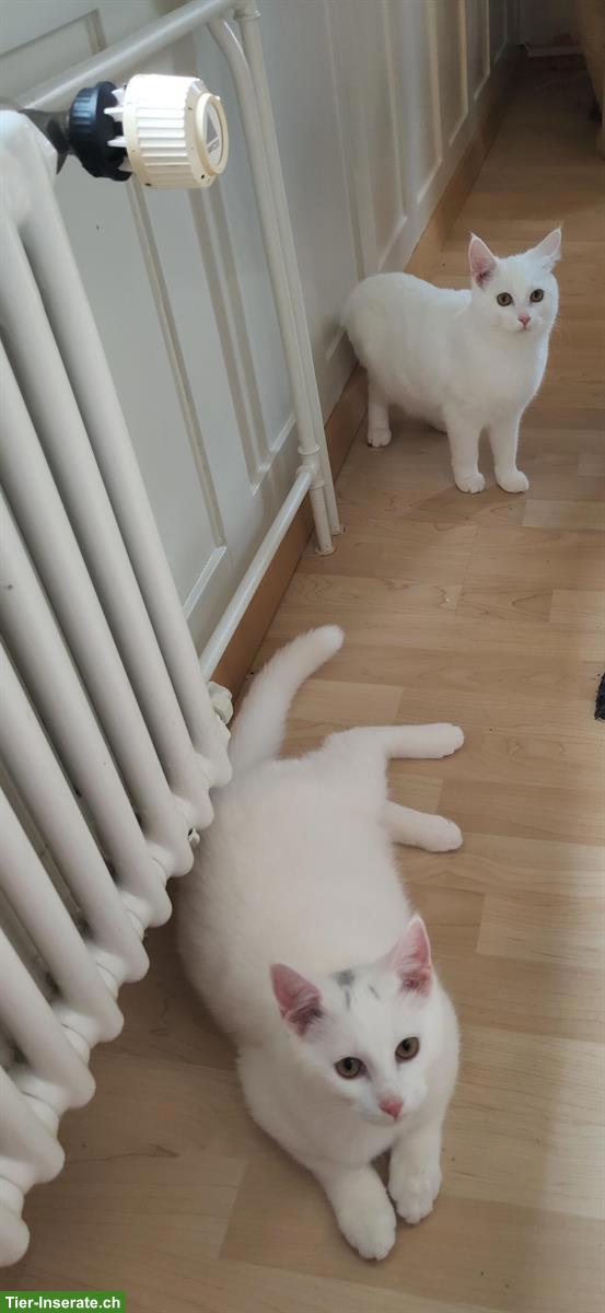 Weisse weibliche Katze zu verkaufen