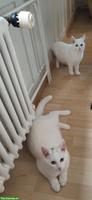 Weisse weibliche Katze zu verkaufen