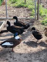 Entenfamilie abzugeben, Schneckenjäger & Eierleger