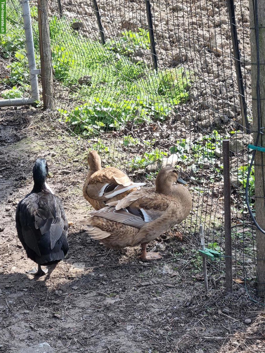 Bild 2: Entenfamilie abzugeben, Schneckenjäger & Eierleger