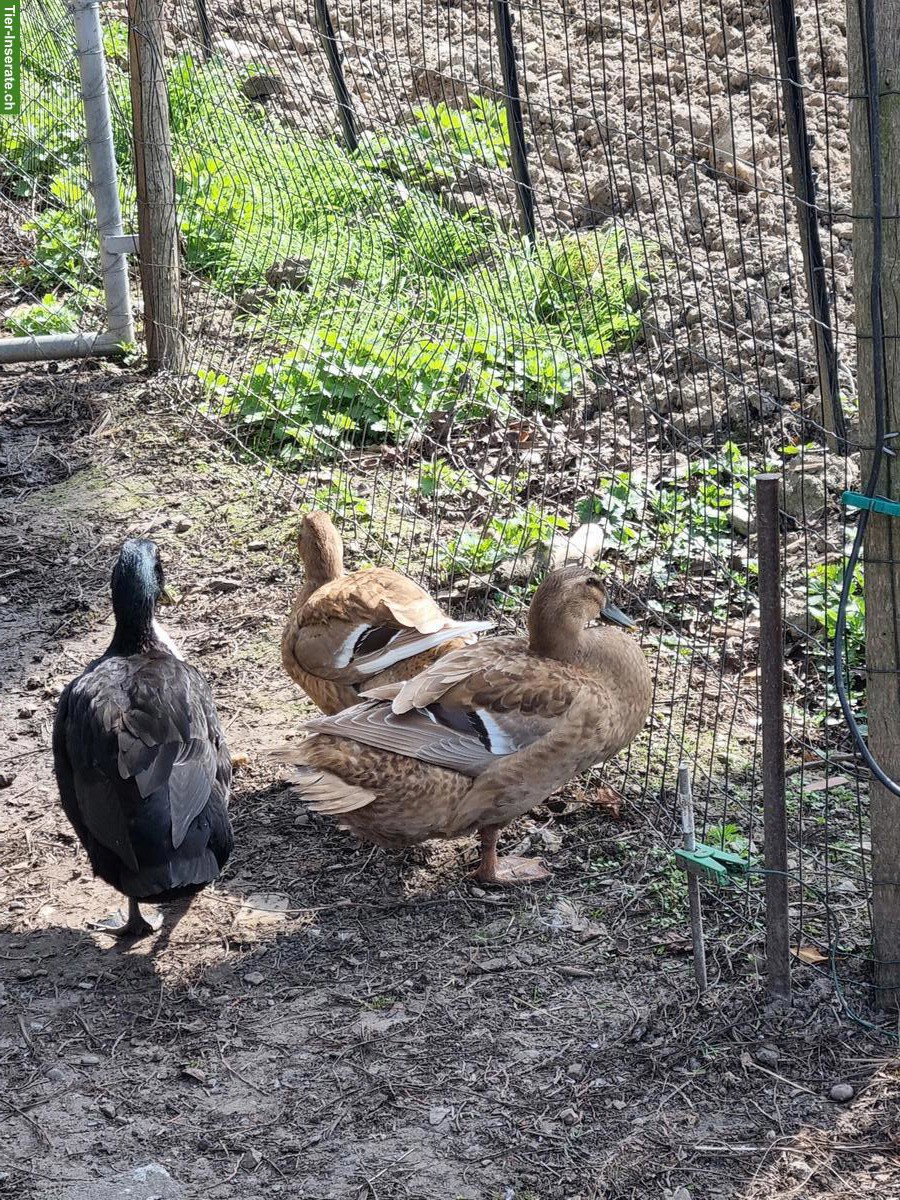 Bild 3: Entenfamilie abzugeben, Schneckenjäger & Eierleger