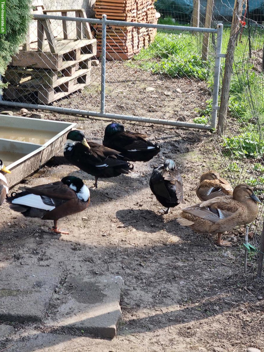 Bild 4: Entenfamilie abzugeben, Schneckenjäger & Eierleger