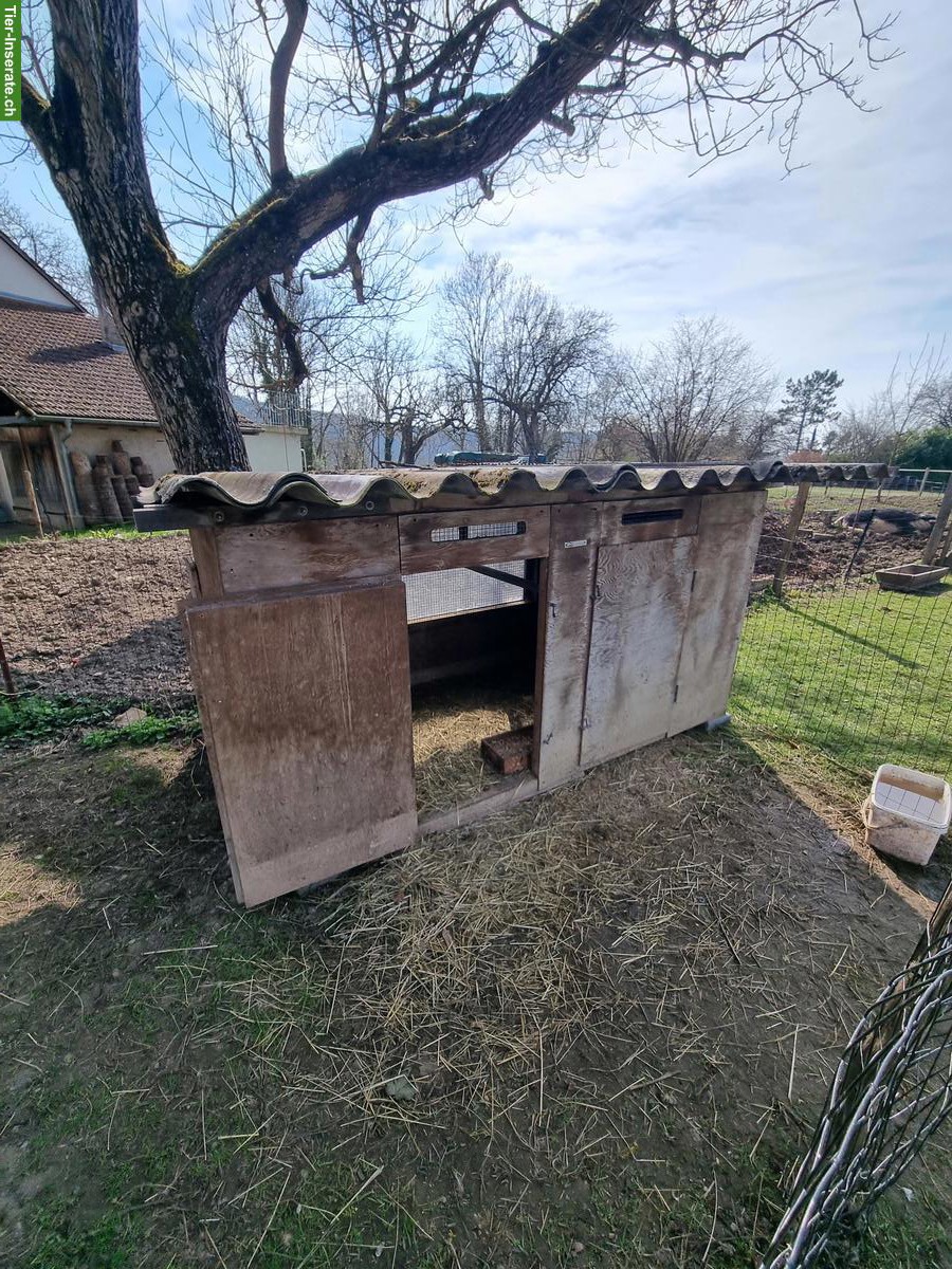 Bild 5: Entenfamilie abzugeben, Schneckenjäger & Eierleger