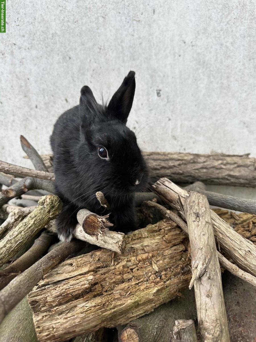 Junges Löwenkopf-Mix Kaninchen, weiblich, schwarz