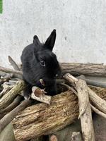 Junges Löwenkopf-Mix Kaninchen, weiblich, schwarz