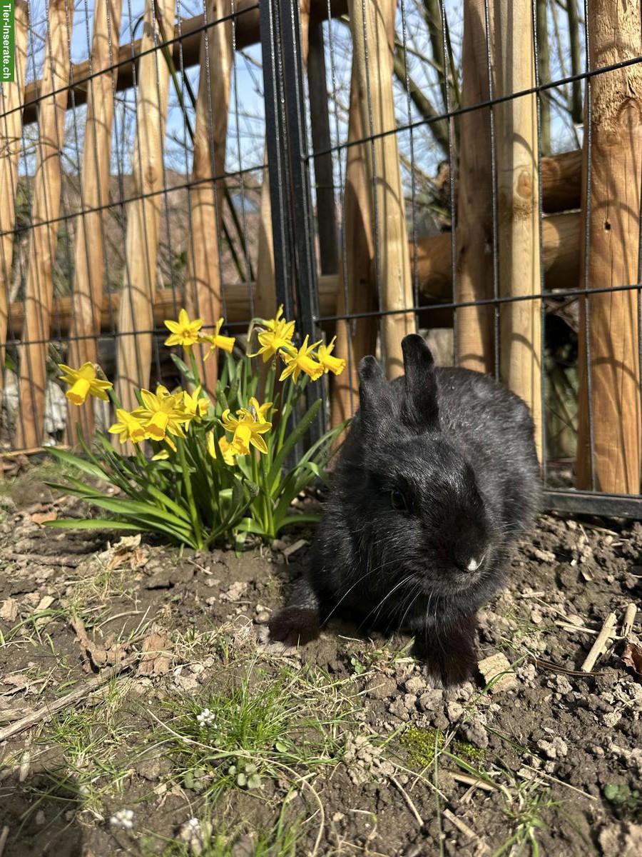 Bild 2: Junges Löwenkopf-Mix Kaninchen, weiblich, schwarz