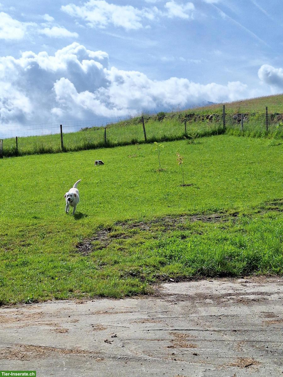 Bild 2: Hundebetreuung im Grünen, Küssnacht am Rigi