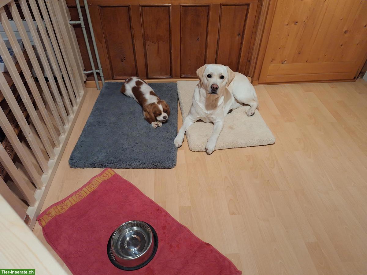 Bild 3: Hundebetreuung im Grünen, Küssnacht am Rigi