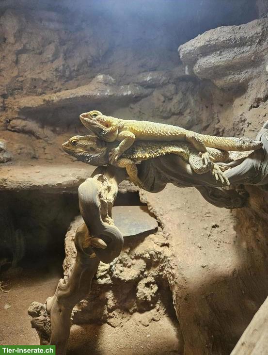 Streifenköpfiges Bartagame-Paar (Pogona vitticeps)