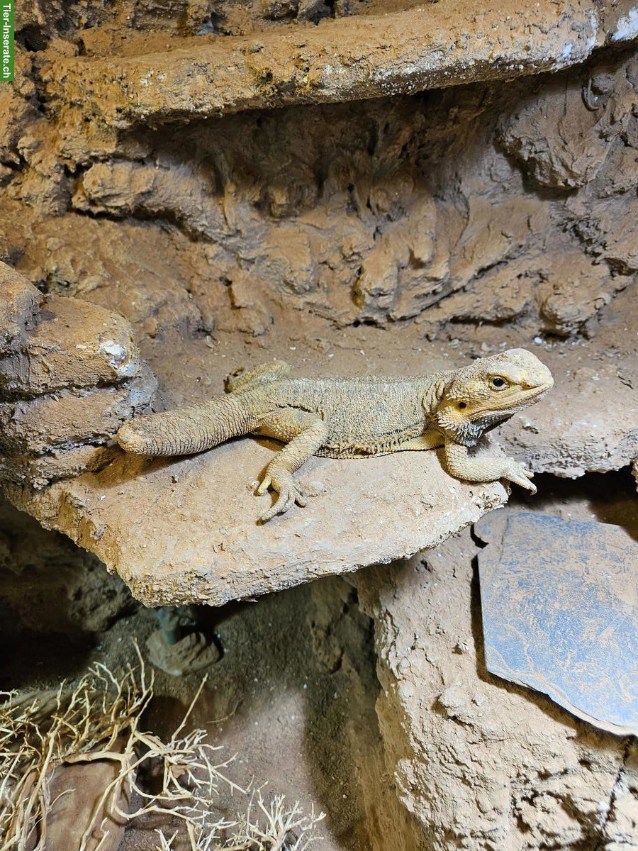 Bild 2: Streifenköpfiges Bartagame-Paar (Pogona vitticeps)
