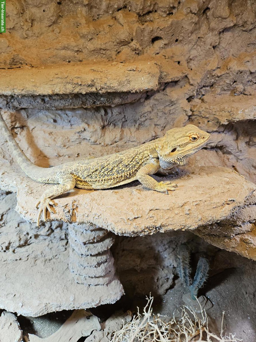 Bild 3: Streifenköpfiges Bartagame-Paar (Pogona vitticeps)