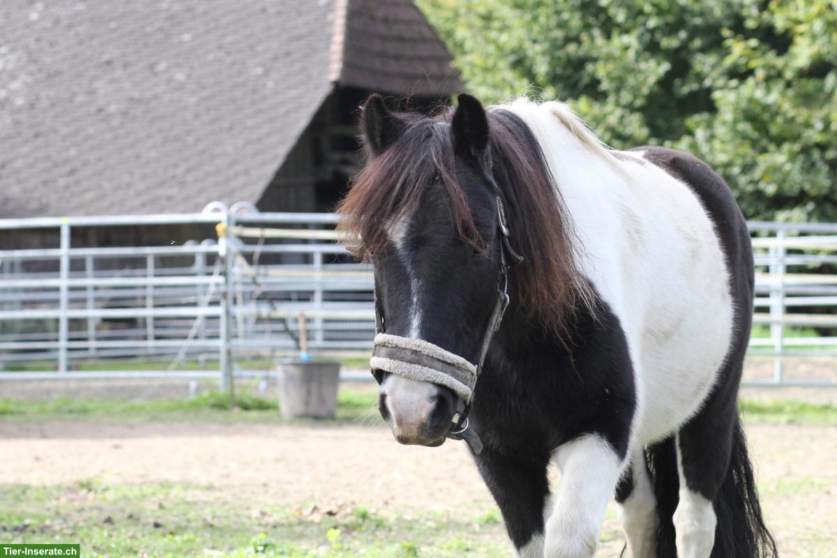 Pflegebeteiligung für Shetty-Mix-Pony & Reitbeteiligung für Grosspferd
