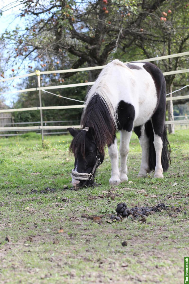 Bild 2: Pflegebeteiligung für Shetty-Mix-Pony & Reitbeteiligung für Grosspferd