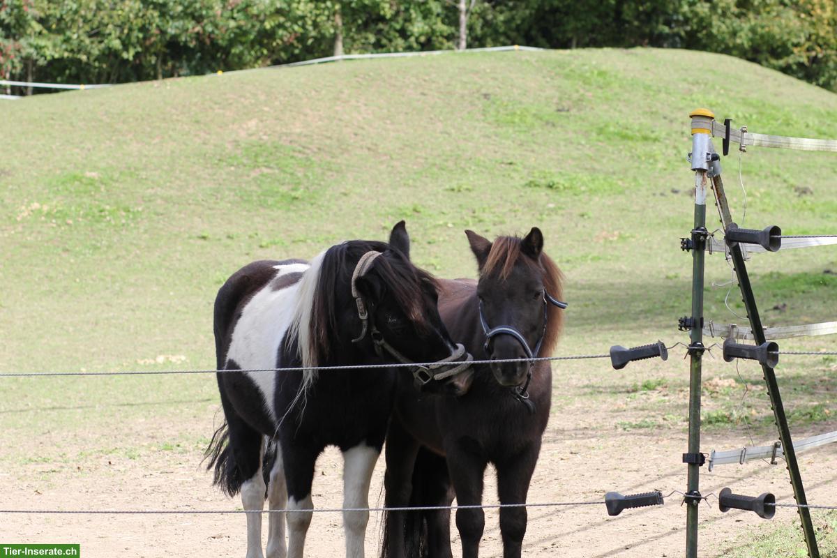 Bild 3: Pflegebeteiligung für Shetty-Mix-Pony & Reitbeteiligung für Grosspferd