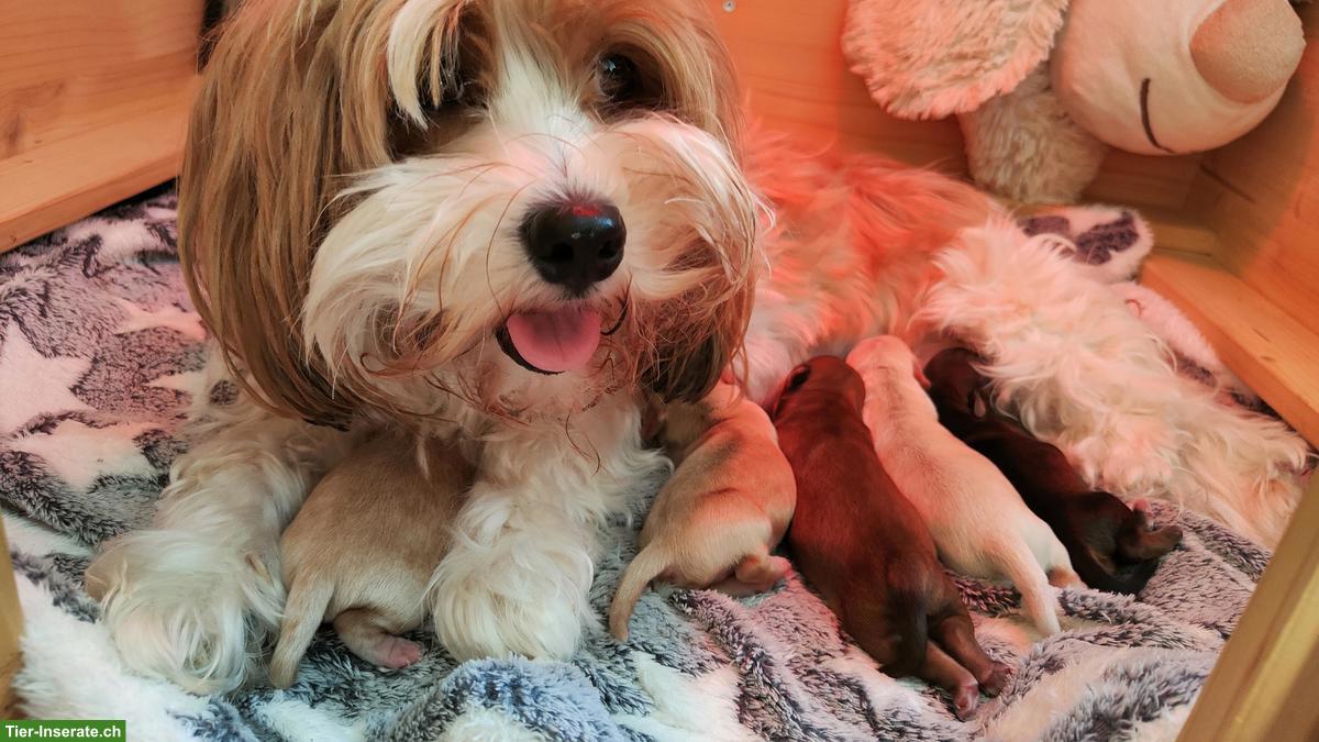 Süsse Havaneser Welpen suchen ihre Lieblingsmenschen