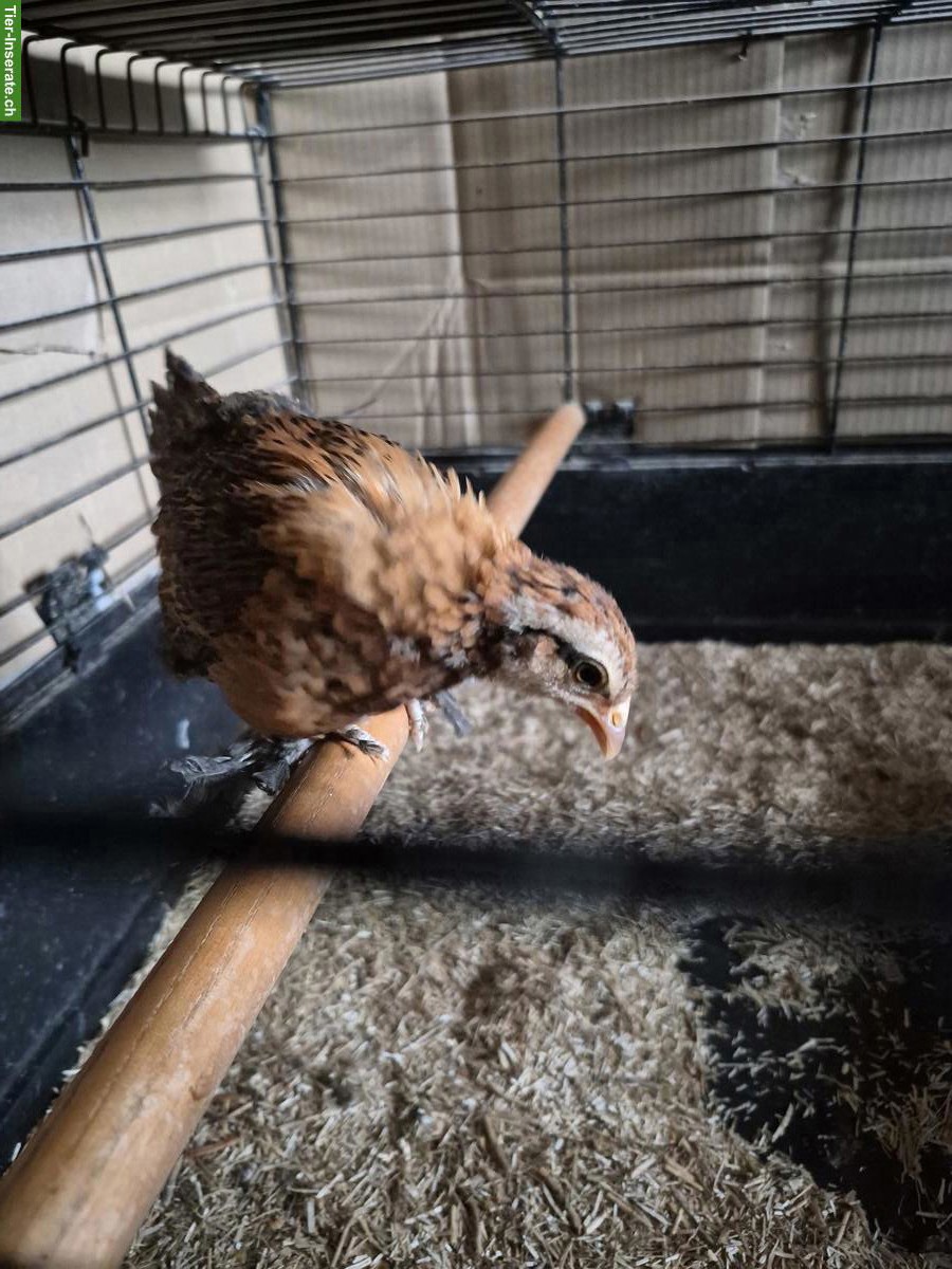 Federfüssige Zwerghuhn-Küken zu verkaufen