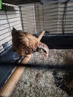 Federfüssige Zwerghuhn-Küken zu verkaufen