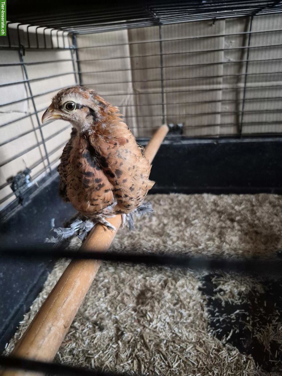 Bild 2: Federfüssige Zwerghuhn-Küken zu verkaufen