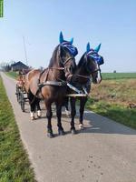 Rapp Pferdegespann zu verkaufen