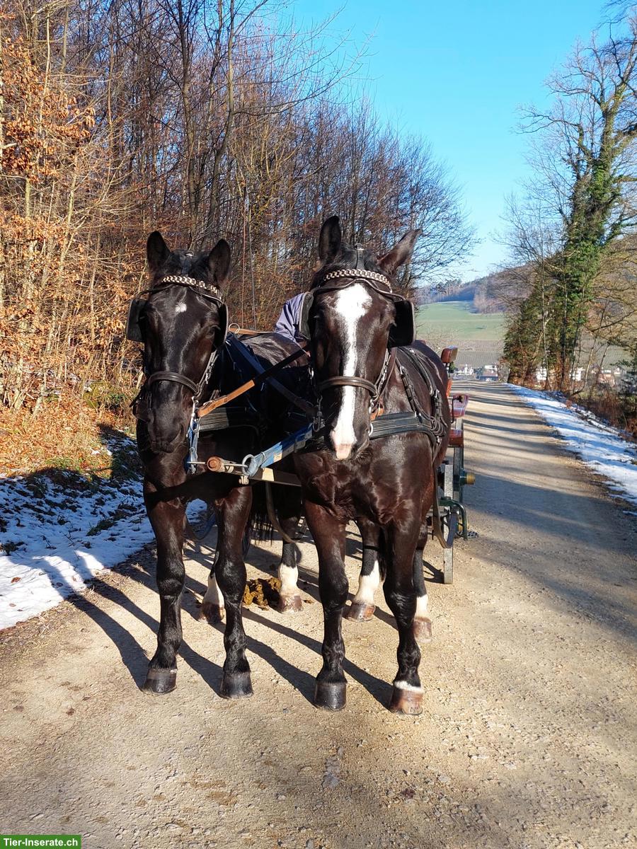 Bild 2: Rapp Pferdegespann zu verkaufen