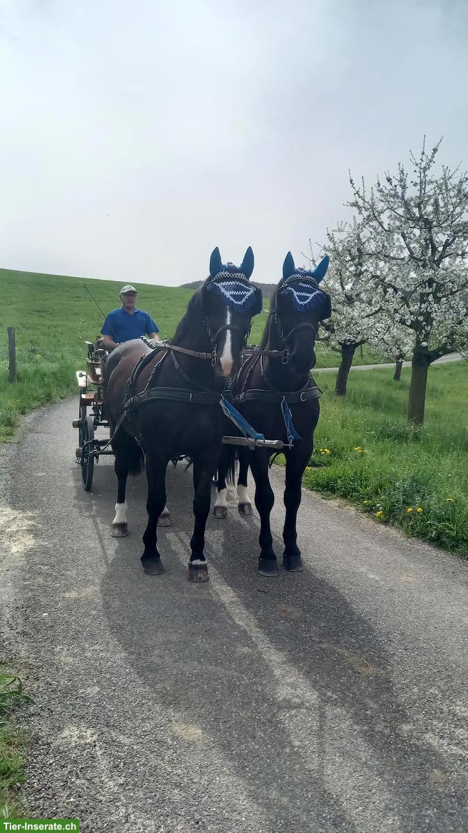 Bild 3: Rapp Pferdegespann zu verkaufen