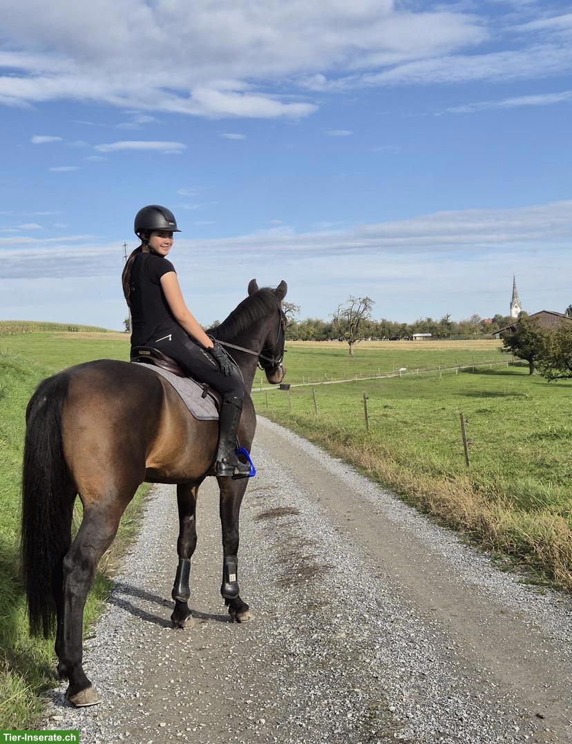 Suche Reitbeteiligung in 8044 Zürich Fluntern
