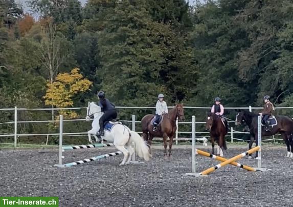 Bild 2: Suche Reitbeteiligung in 8044 Zürich Fluntern