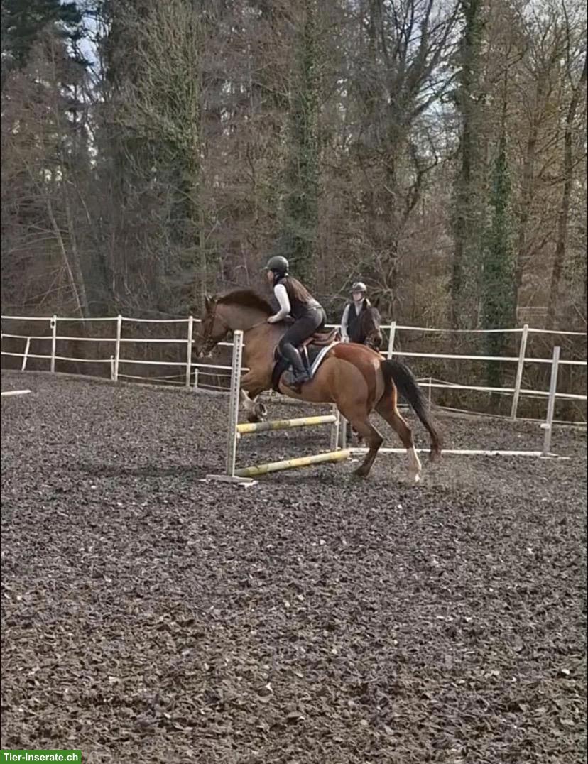 Bild 3: Suche Reitbeteiligung in 8044 Zürich Fluntern