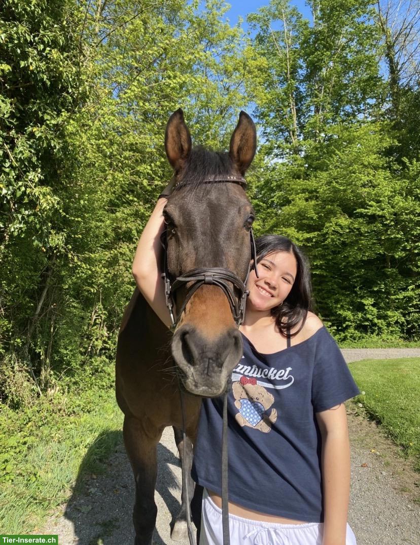 Bild 4: Suche Reitbeteiligung in 8044 Zürich Fluntern