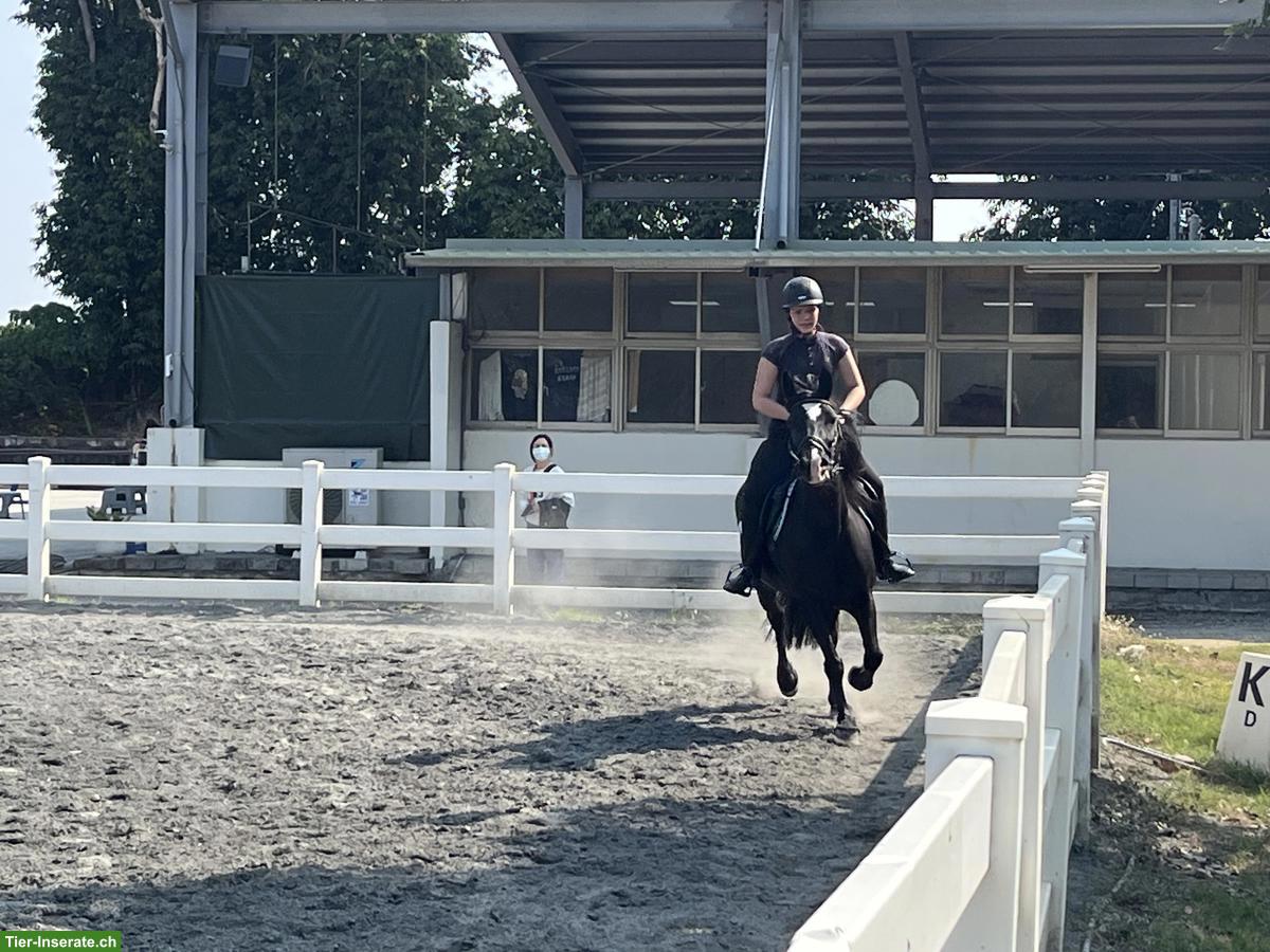 Bild 5: Suche Reitbeteiligung in 8044 Zürich Fluntern
