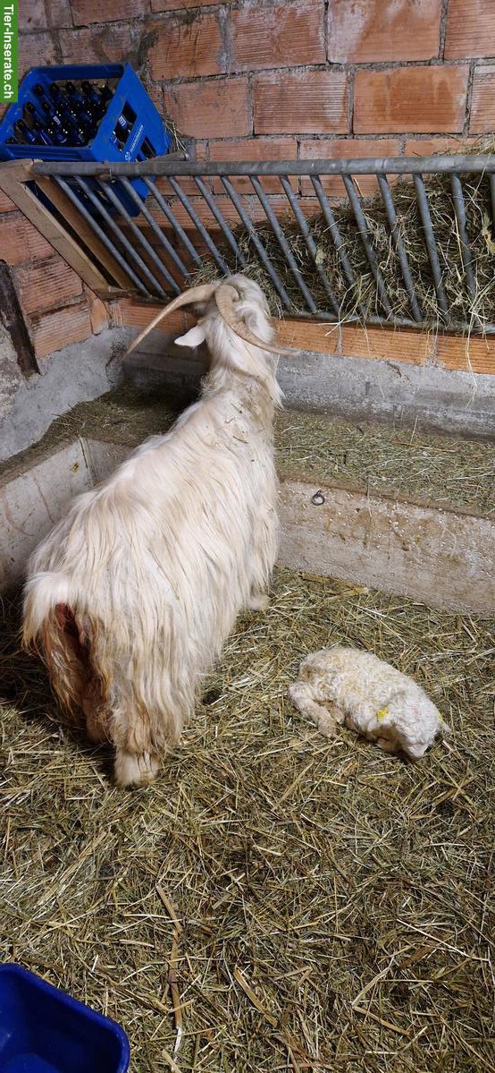 Capra Sempione Ziege mit Gitzi zu verkaufen