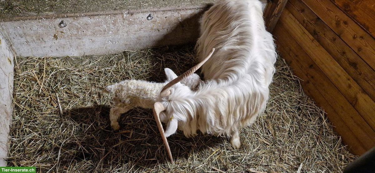 Bild 2: Capra Sempione Ziege mit Gitzi zu verkaufen