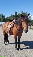 Mustang Wallach aus Kanada
