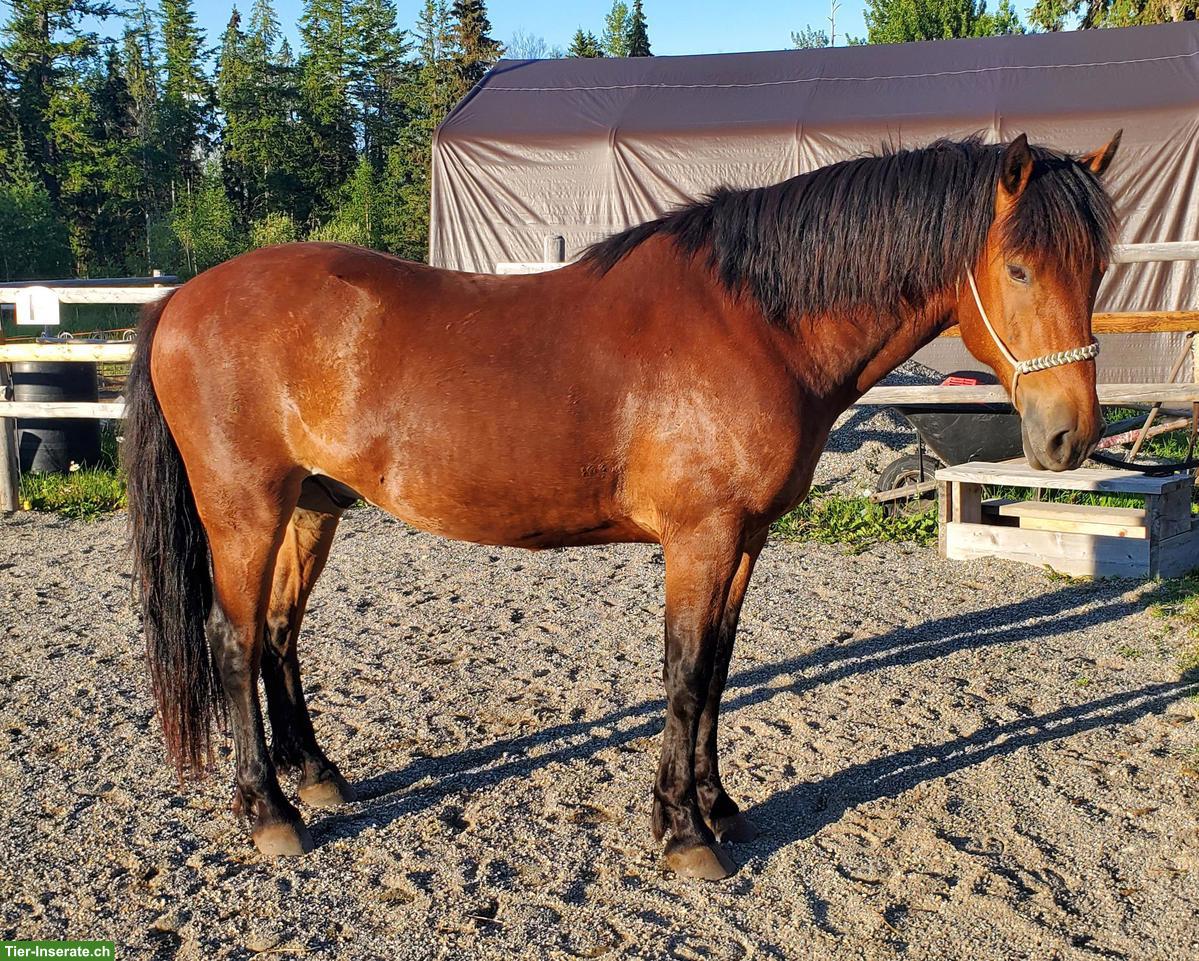 Bild 5: Mustang Wallach aus Kanada