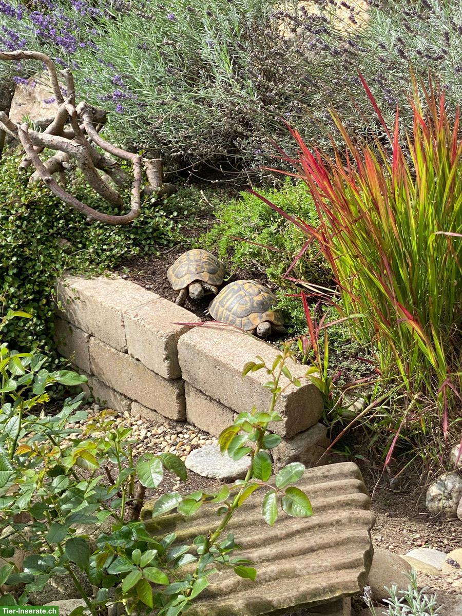 Griechische Landschildkröten zu verkaufen