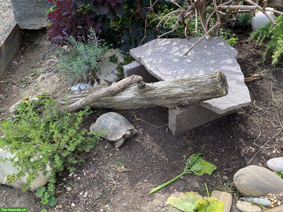 Bild 2: Griechische Landschildkröten zu verkaufen