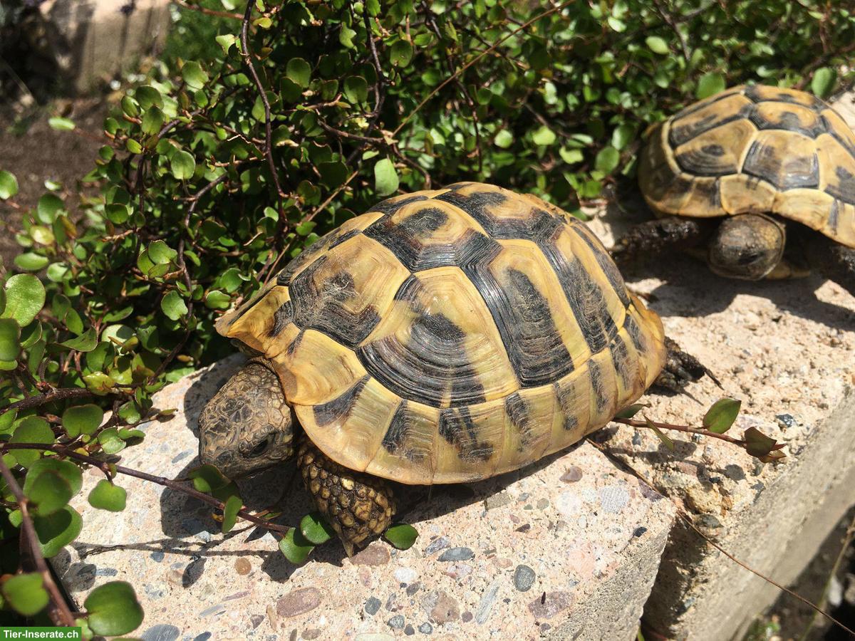 Bild 3: Griechische Landschildkröten zu verkaufen