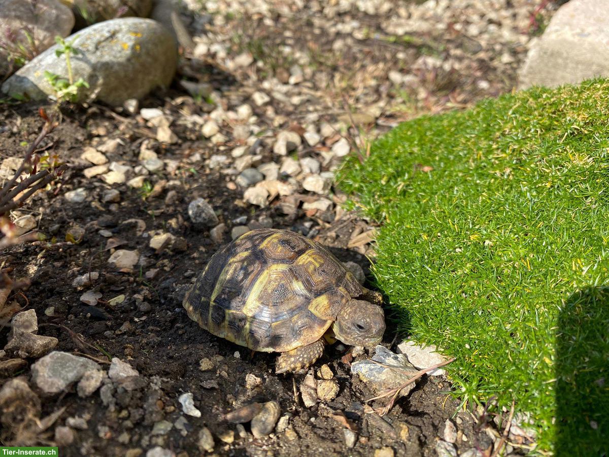 Bild 4: Griechische Landschildkröten zu verkaufen